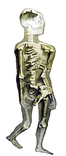   Australopithecus afarensis ( ,    «   »),     1979 