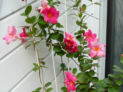 Комнатный цветок мандевилла (Mandevilla) Комнатный цветок мандевилла (Mandevilla)