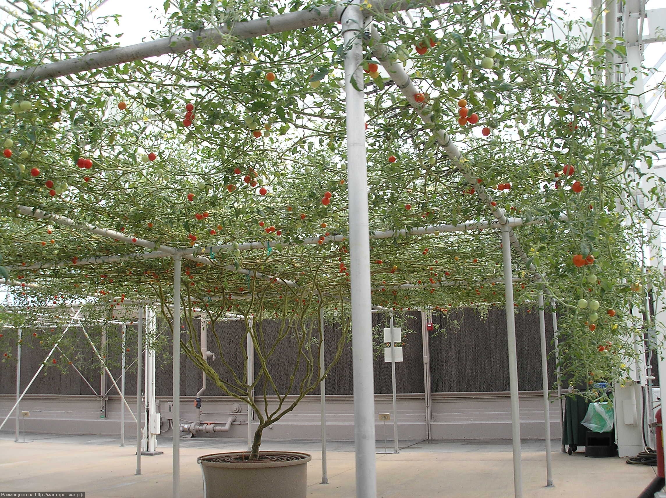 Tomatotree (Копировать) Tomatotree (Копировать)