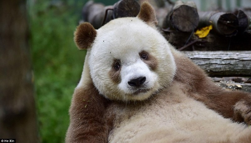 Единствення в мире коричневая панда живет в Шаньси