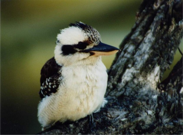 Смеющаяся кукабарра или зимородок-великан (лат. Dacelo novaeguineae/Dacelo gigas) (англ. Laughing  Kookaburra)