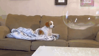 Unimpressed Dog Is Unimpressed