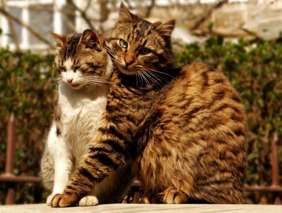 Влюбленные котейки Влюбленные котейки