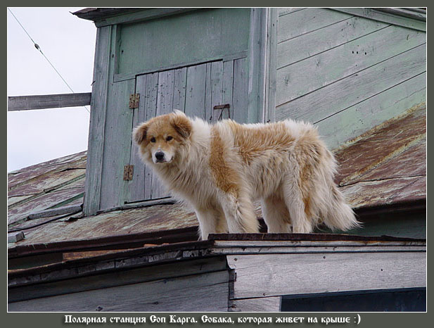 Они считают себя кошками