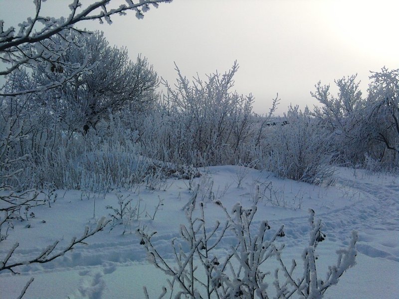 Природа одного поселка Природа одного поселка красота, природа, село