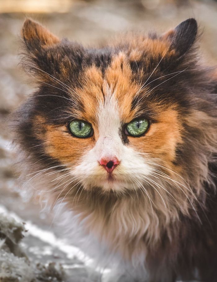 Portraits Of Stray Cats