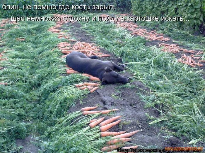 Котоматрицы великолепные, каждая с кусочком позитива и хорошего настроения!!! Котоматрицы великолепные, каждая с кусочком позитива и хорошего настроения!!!