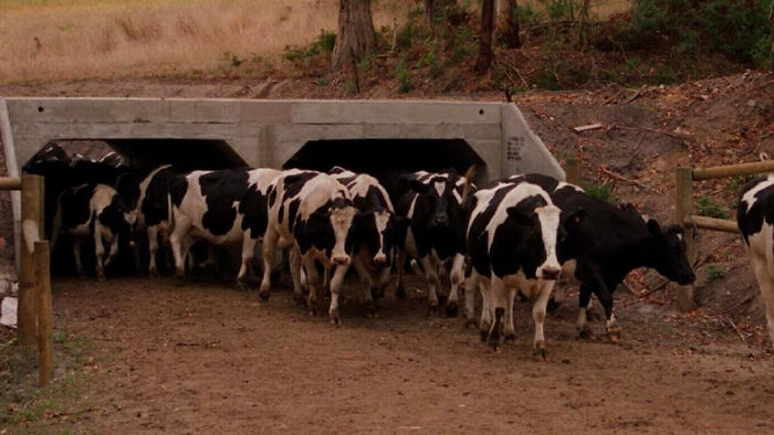 Cattle Underpass In Victoria, Australia