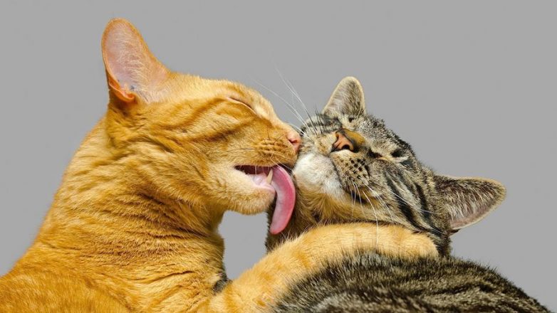 Влюбленные котейки Влюбленные котейки