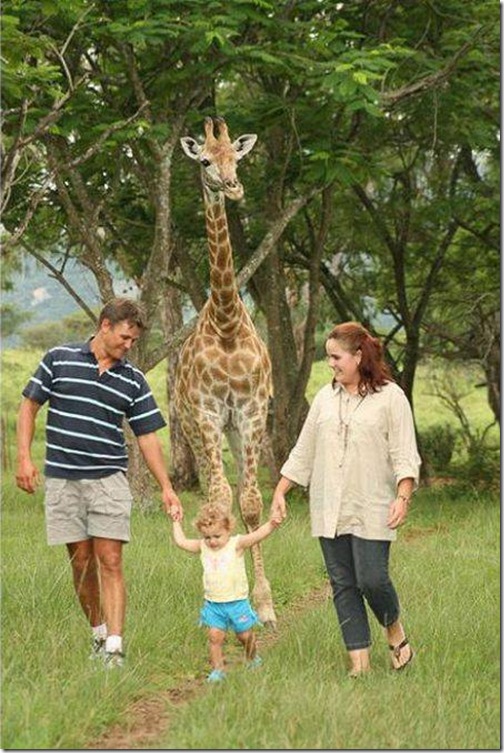strange-pet-walking13