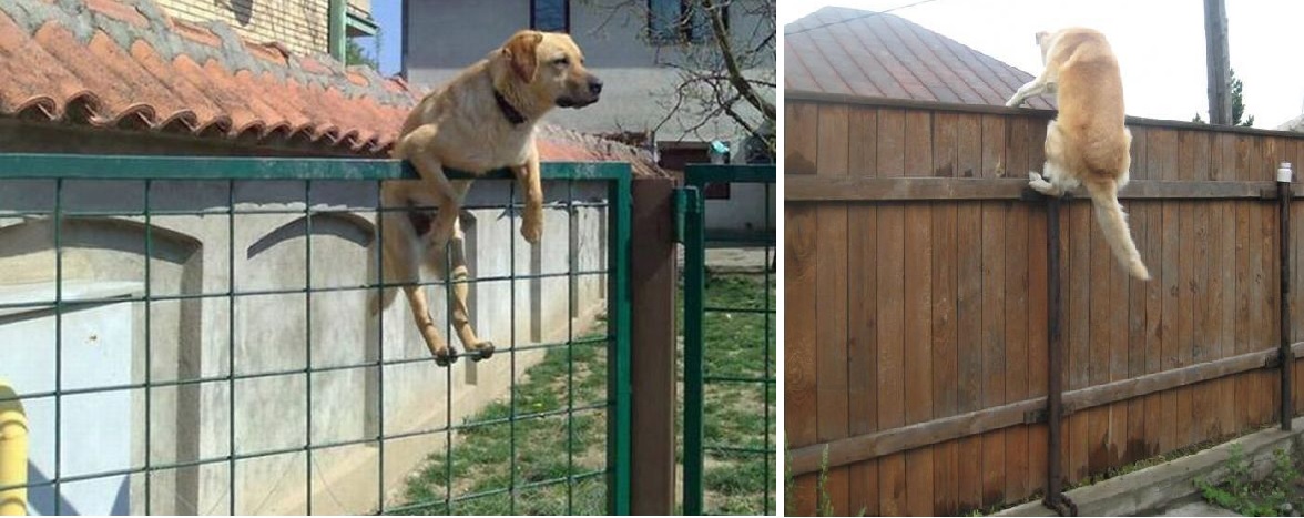 Они считают себя кошками