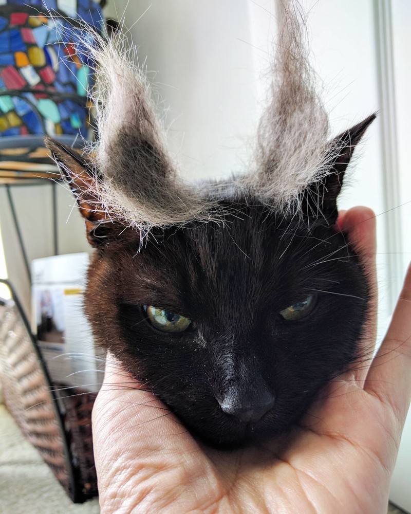 Вот, вот она, истинная кошачья сущность... Вот, вот она, истинная кошачья сущность... вещи, кошки, поделки, полезное, прикол, шерсть