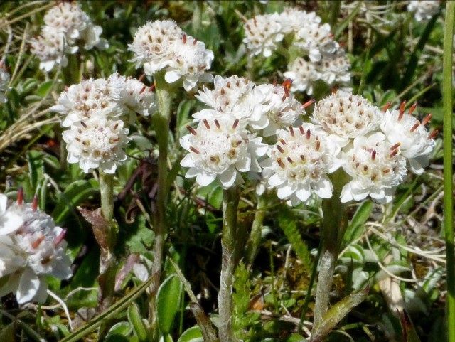 Кошачья лапка двудомная, или Антеннария двудомная (Antennaria dioica)