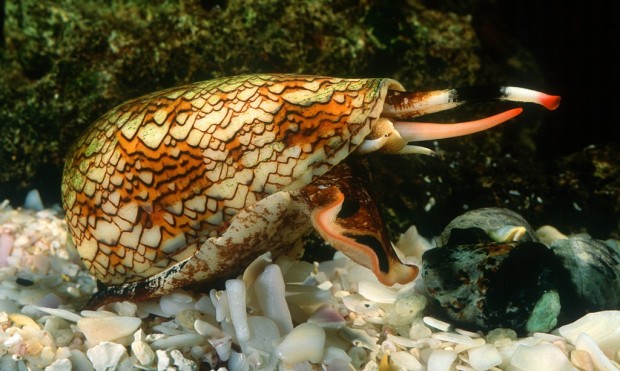 Ядовитые моллюски Конус (лат. Conidae) (англ. Conus)