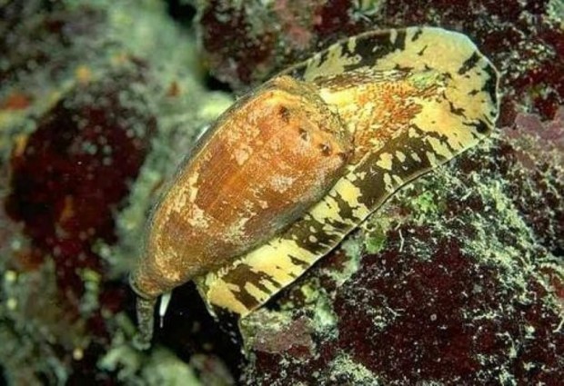 Ядовитые моллюски Конус (лат. Conidae) (англ. Conus)