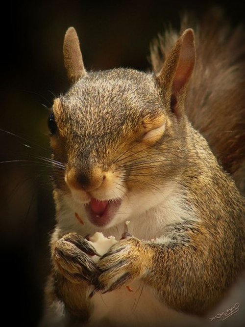 Животные-милахи (25 фото)