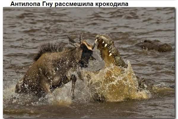 Взаимопомощь животных. Всем добра! Взаимопомощь животных. Всем добра!