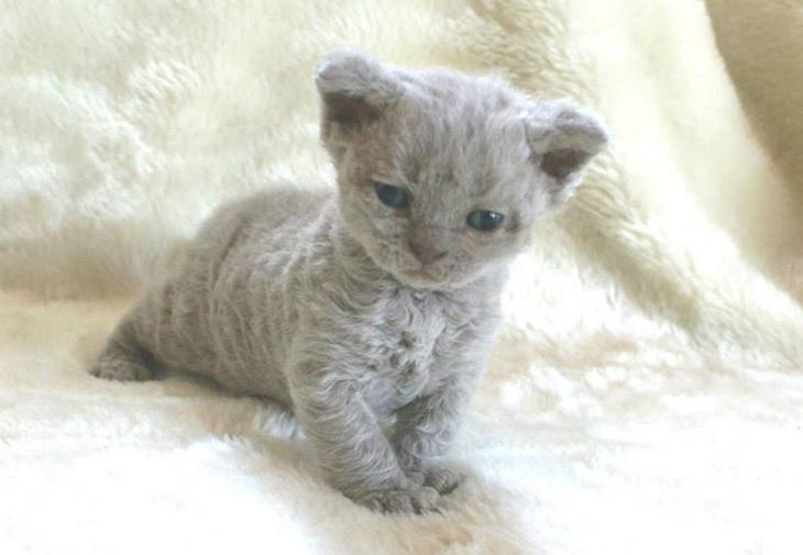 a href="https://3.404content.com/1/7C/C7/1311044852185826316/fullsize.jpg"> kattene.net