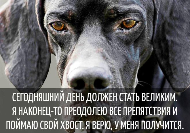 15 забавных мыслей, которые наверняка посещали каждую собаку 15 забавных мыслей, которые наверняка посещали каждую собаку