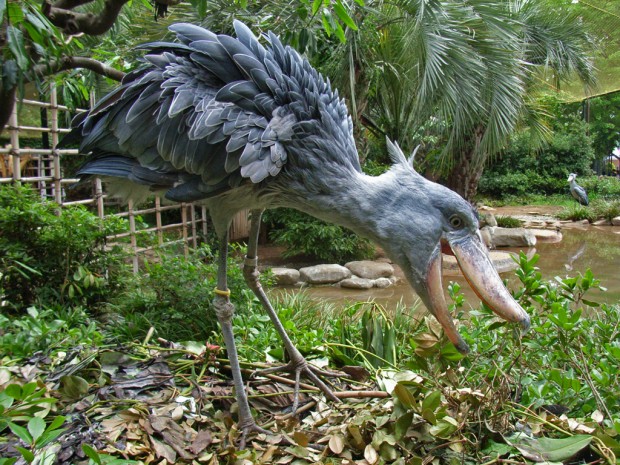 Китоглав или королевская цапля (лат. Balaeniceps rex) (англ. Shoebill, нем. Schuhschnabel)