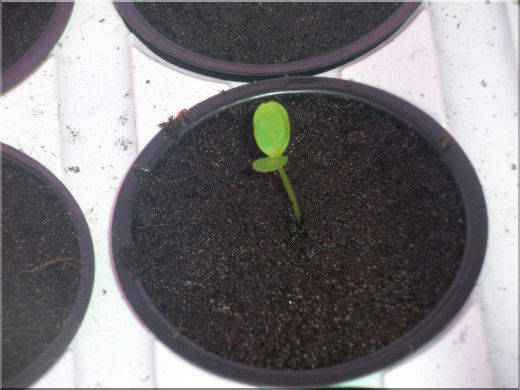 https://www.greeninfo.ru/img/work/article/a_5122_48879.jpg