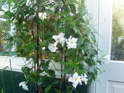 Комнатный цветок мандевилла (Mandevilla) Комнатный цветок мандевилла (Mandevilla)