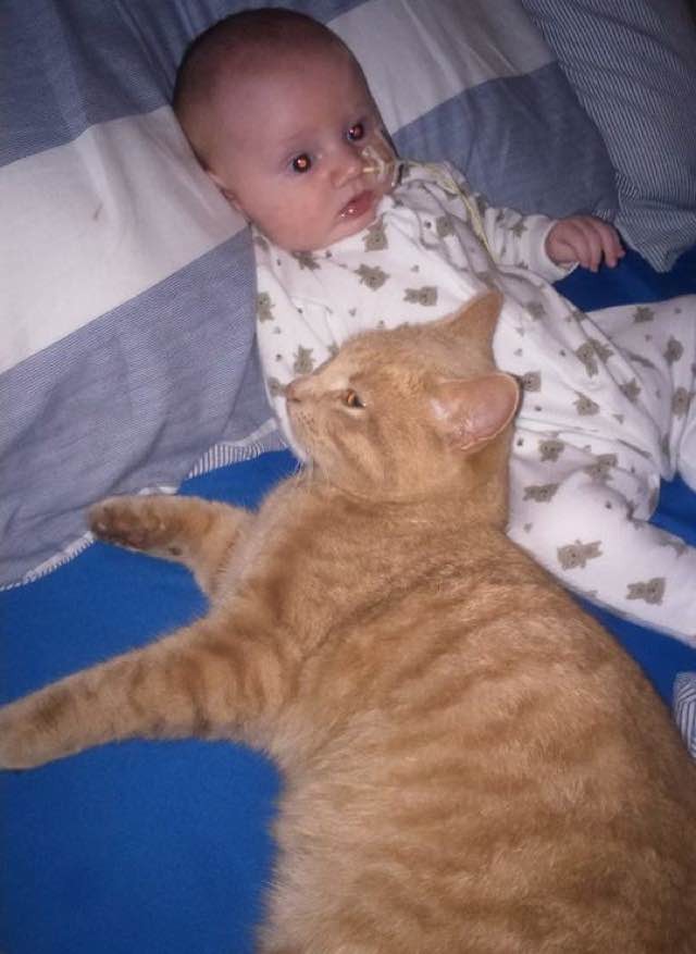Без кота и жизнь не та