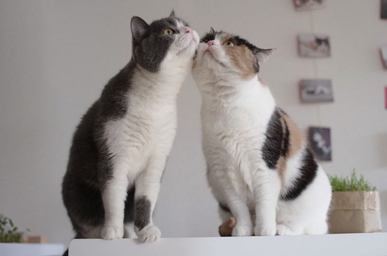 Влюбленные котейки Влюбленные котейки