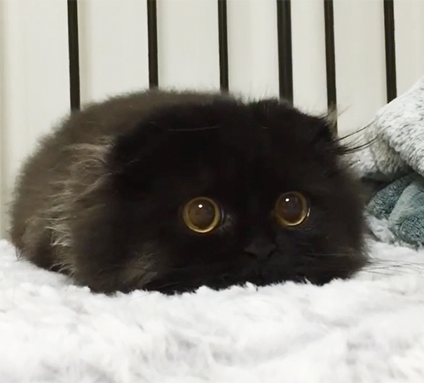 Самые милые котята на свете Самые милые котята на свете