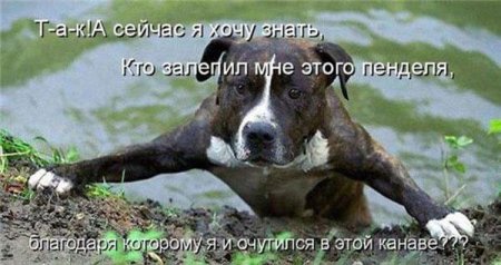 Смешные картинки о животных с подписями.