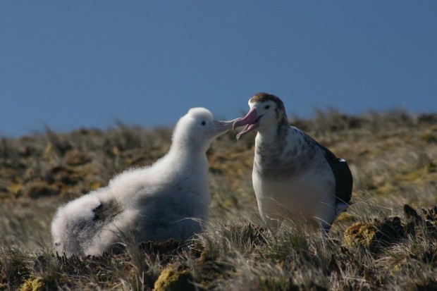 Странствующие альбатросы (лат. Diomedea exulans)(англ. Wandering Albatross)