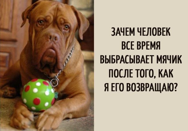 15 забавных мыслей, которые наверняка посещали каждую собаку 15 забавных мыслей, которые наверняка посещали каждую собаку