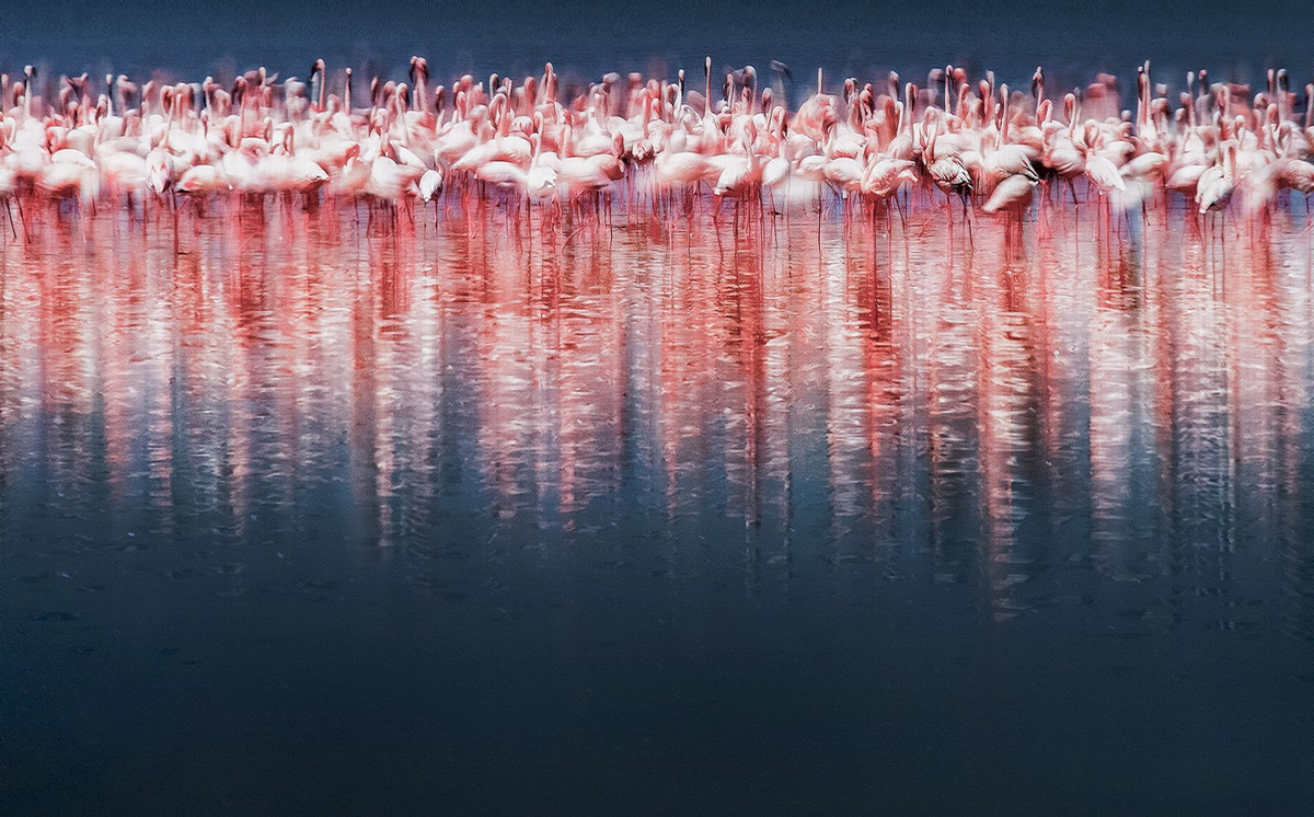 ФОТОЛИКБЕЗ. Фотоконкурс Siena International Photography Awards ФОТОЛИКБЕЗ. Фотоконкурс Siena International Photography Awards