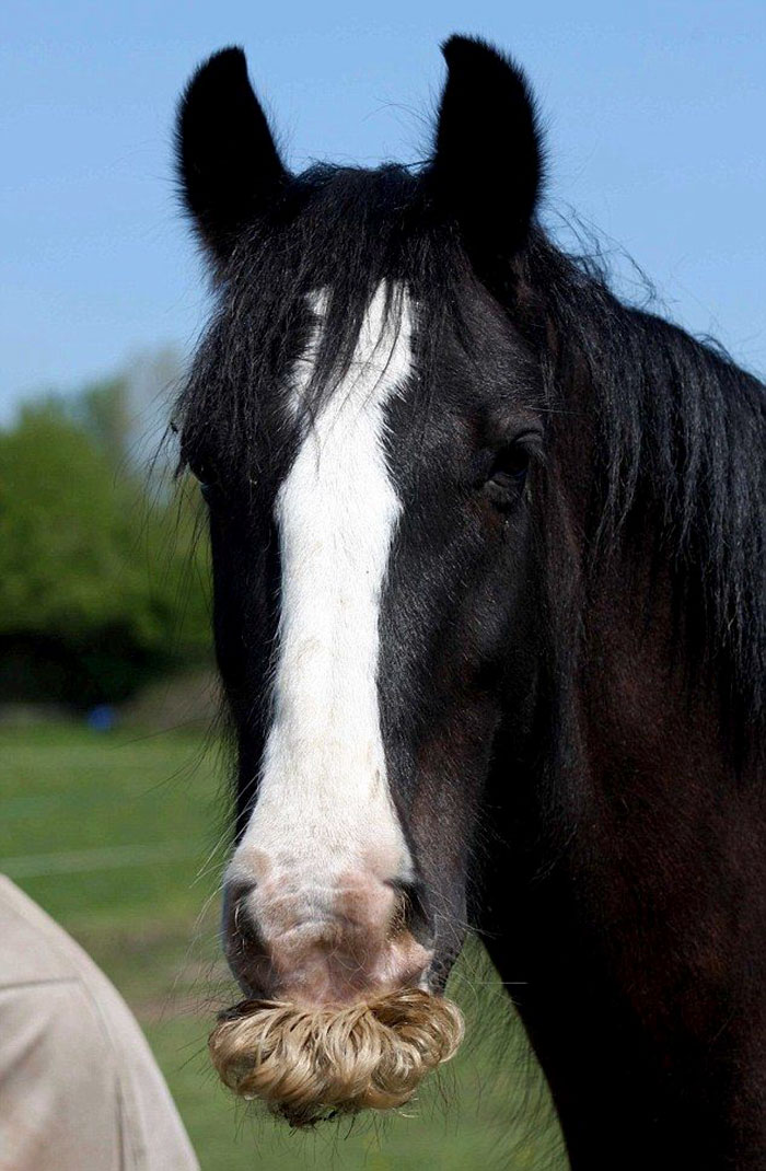 Horse-moustaches