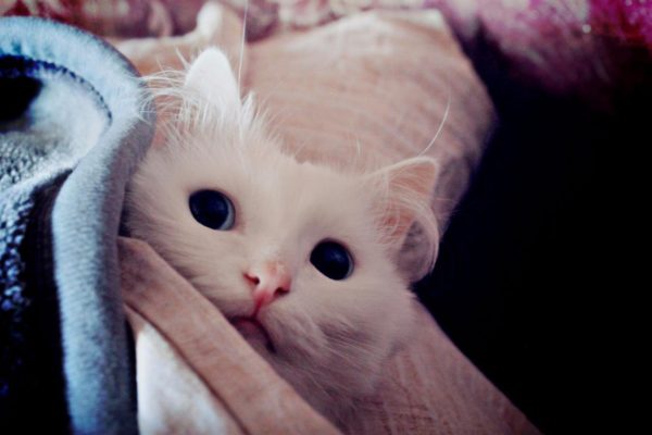 10 мифов о бездомных животных 10 мифов о бездомных животных