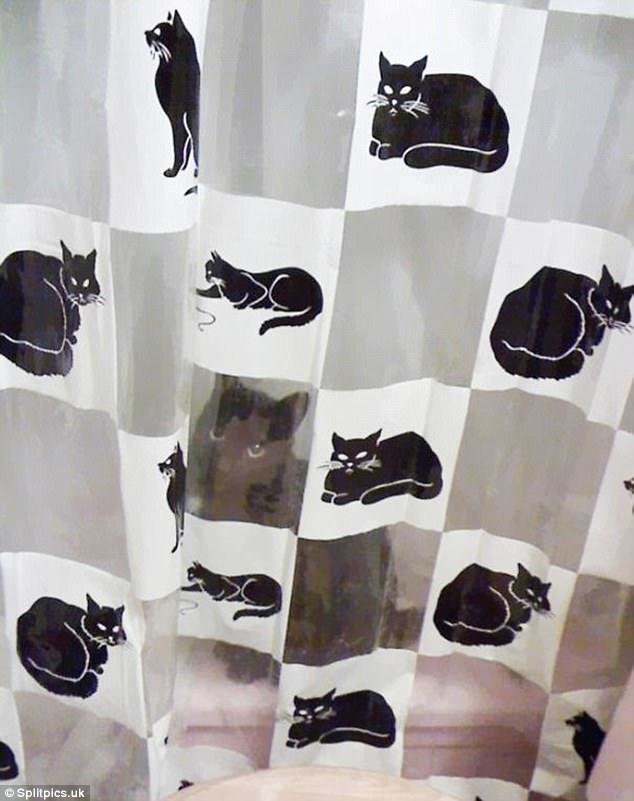 9. Гениально! 9. Гениально! домашние животные, коты, кошки, маскировка, маскируется, прятки, смешные кошки