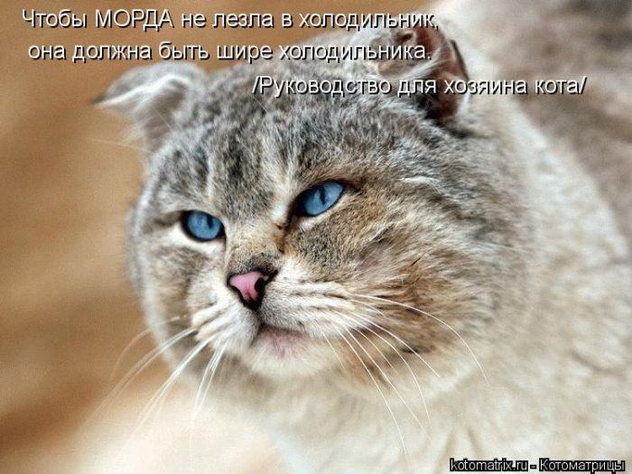 Без кота жизнь не та (50 фото ) Без кота жизнь не та (50 фото )