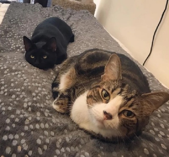 Коты на кровати Коты лежат