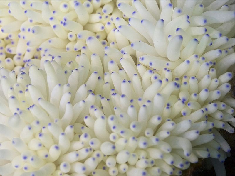 Squid_Eggs_(6997601241) Squid_Eggs_(6997601241)