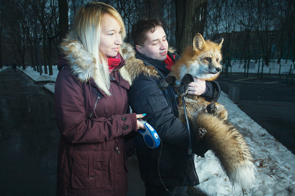 Каково это — жить в одной квартире с лисом Каково это — жить в одной квартире с лисом животные, зверь, лиса, питомец