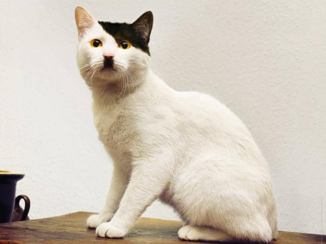 17 животных, раскрашивая которых, природа была в ударе 17 животных, раскрашивая которых, природа была в ударе