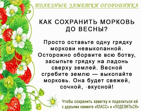 Полезные советы для огородников огород, полезные советы, факты