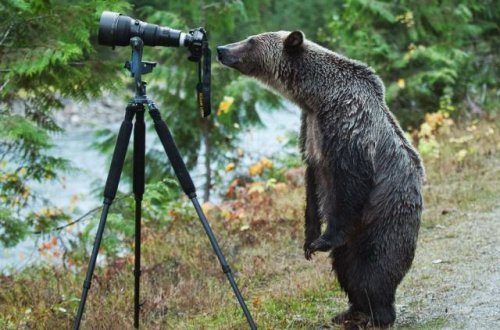 Фотографы дикой природы