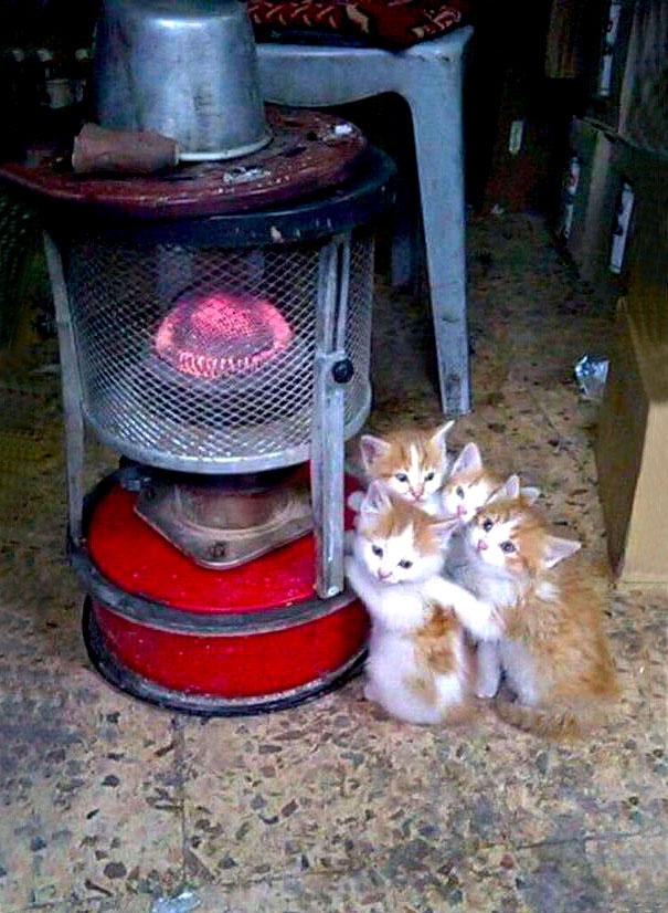 20 кошек, которые любят тепло больше, чем кто-либо кошки которые любят тепло, кошки и солнце