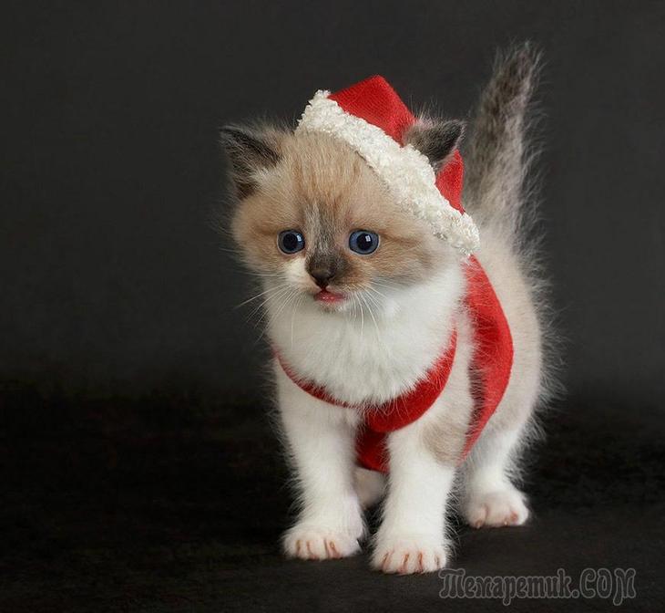 Коты и елка Коты и елка