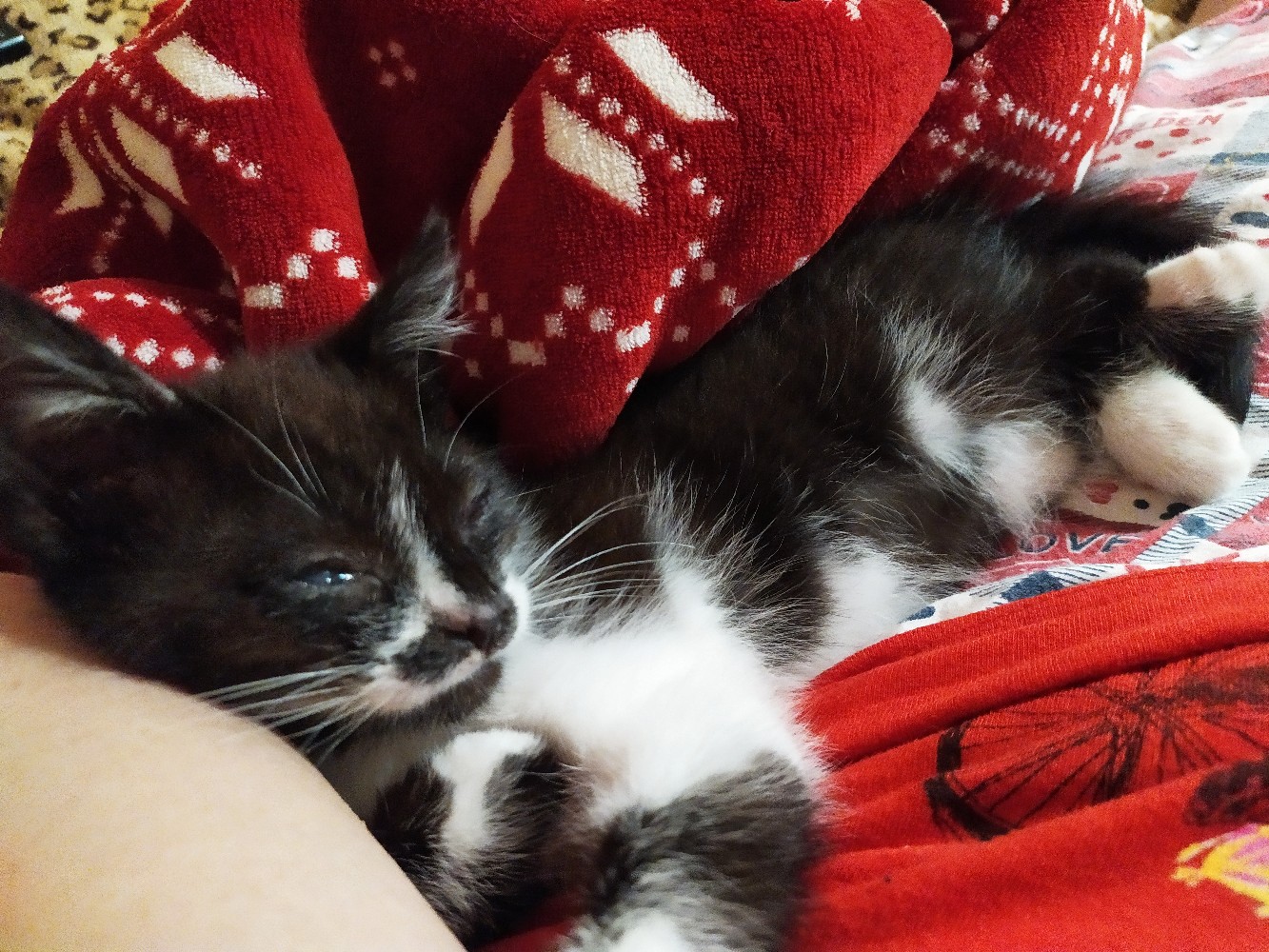 помощь котенку котенок спит