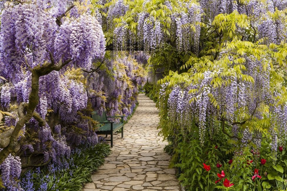 Глициния в Германии Лучший садово-парковый фотограф в конкурсе International Garden Photographer of the Year 2018
