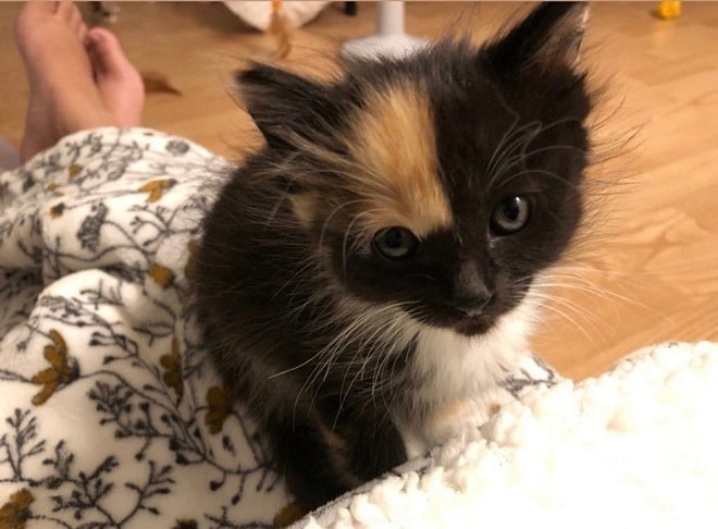 Котенок на коленях Котенок и ноги
