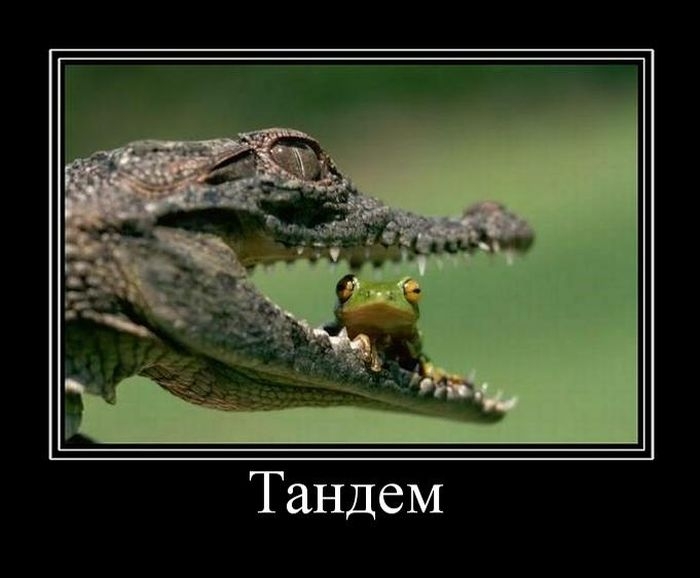 Демотиваторы Демотиваторы