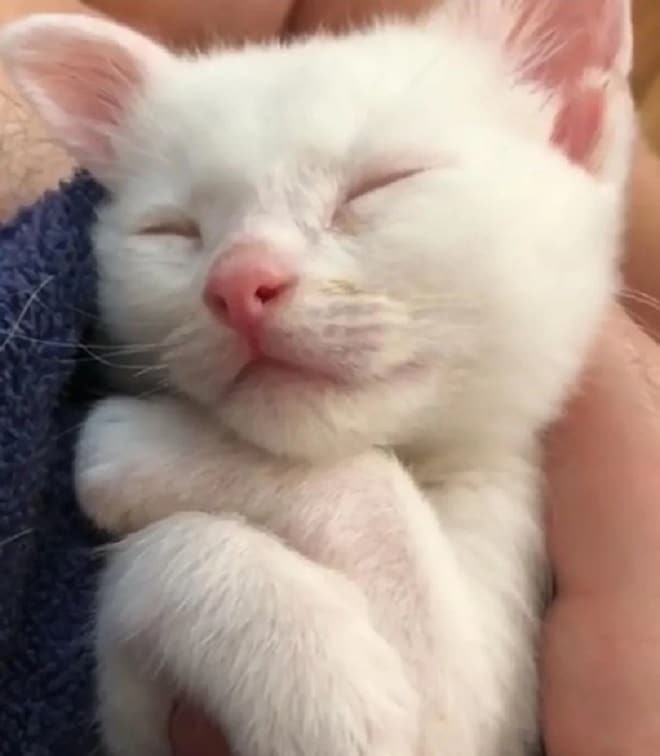 Белый котенок Котенок спит